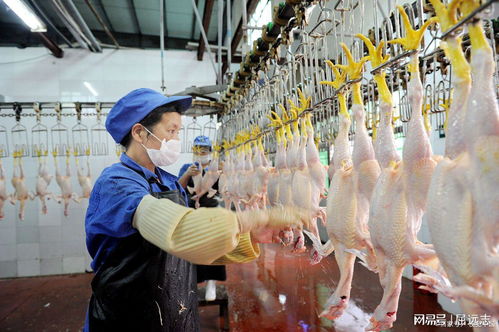 焦炭熏鸭鹅肠 卧底记者揭露触目惊心的食品安全乱象